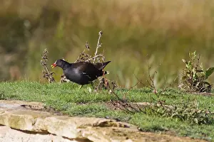 Moorhen (Gallinula chloropus) looking for food on the ground