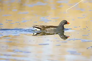 Moorhen (Gallinula chloropus) ml Germany