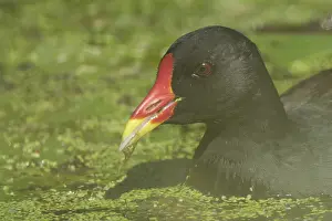 Moorhen (Gallinula chloropus), Schwalm-Nette nature reserve