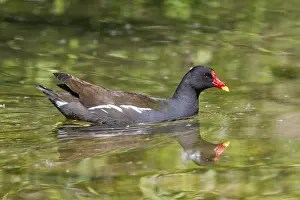 Moorhen (Gallinula chloropus), swimming