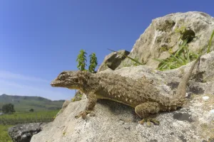 Moorish Gecko (Tarentola mauritanica) adult