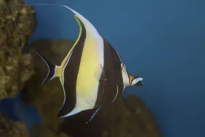 Moorish Idol the type of fish known as Gill in Finding Nemo