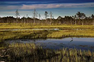 Moorland with bare trees and calm water under blue sky in Lahemaa National Park