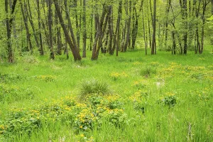 Moorland with blooming Marsh-marigold (Caltha palustris) in a Common alder (Alnus glutinosa) forest in spring