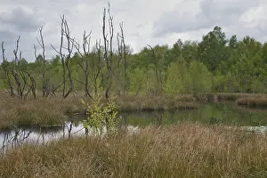 Moorland, Emsland, Lower Saxony, Germany