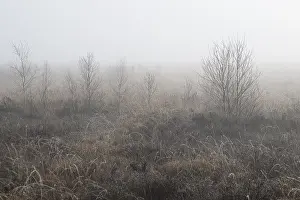 Moorland in the fog, Emsland, Lower Saxony