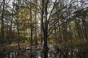 Moorland landscape with autumnal trees in the Osterwald