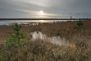 Moorland with scots pine (Pinus sylvestris)