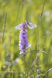 Moorland spotted orchid (Dactylorhiza maculata)