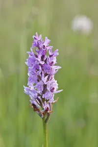 Moorland spotted orchid (Dactylorhiza maculata)