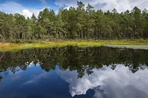 Moorlands, raised bog, Big Moor