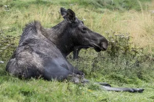 Moose (Alces alces) at the Alaska Wildlife Conservation Centre