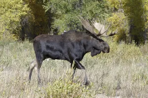 Moose (Alces alces) bull