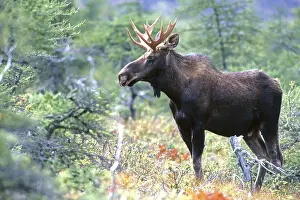 Moose. Alces alces. Bull moose standing and watching