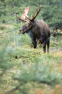 Moose. Alces alces. Bull moose standing and watching