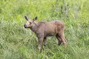 Moose (Alces alces) calf standing on a wet meadow