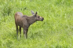 Moose (Alces alces) calf standing on a wet meadow