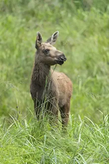 Moose (Alces alces) calf standing on a wet meadow