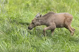 Moose (Alces alces) calf standing on a wet meadow