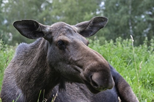 Moose (Alces alces), captive, Smaland