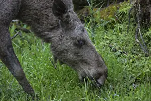 Moose (Alces alces) cow feeding on grass