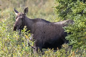 Moose (Alces alces), cow, female