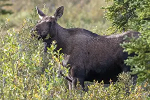Moose (Alces alces), cow, female