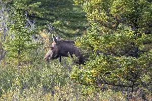 Moose (Alces alces), cow, female