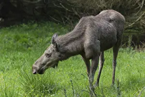 Moose (Alces alces) cow with trees and green grass around