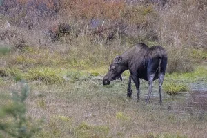 Moose (Alces alces), Denali National Park