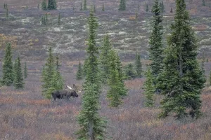 Moose (Alces alces), Denali National Park