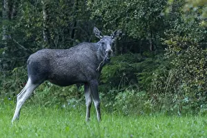 Moose (Alces alces) in a meadow