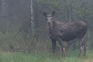 A moose cow (Alces alces) grazing the fresh grass on a forest meadow in the early morning