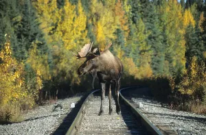 Moose or Elk bull (Alces alces) on a railway line