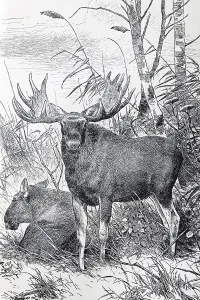 Moose or Elk (Cervus Alces), historical book illustration from the 19th Century