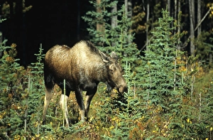 Moose or Elk cow (Alces alces)