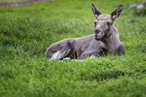 Category Scandinavia Prints: Moose or Eurasian Elk (Alces alces)