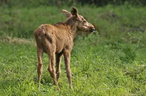 Moose or Eurasian Elk (Alces alces)