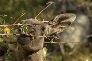 Moose or European elk, Alces alces