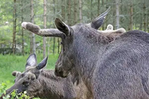 Two moose in a summery forest environment