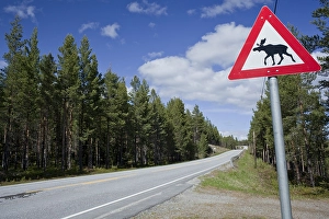 Moose warning sign, Norway, Scandinavia, Europe