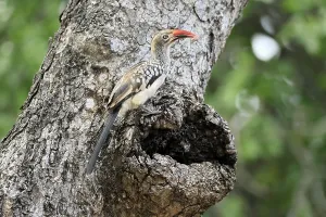 Mopanetoko (Tockus rufirostris)
