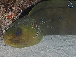 A moray eel with cleaning shrimps in a cramped underwater scene