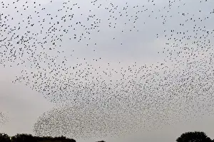 More and more starlings (Sturnus vulgaris) gather at the roost and begin to form formations