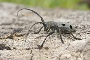 Morimus funereus beetle