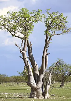 Moringa ghost tree in the ghost forest in Etosha NP