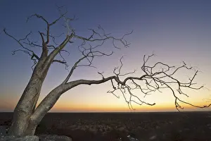 Moringa trees (Moringa ovalifolia) after sunset in Halali