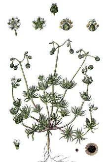 Morison's Spurry (Spergula morisonii)