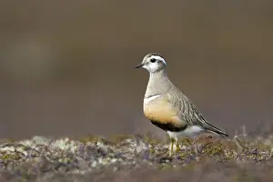 Mornel plover Eudromias morinellus Dotterel