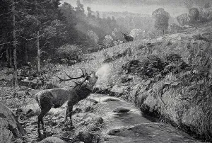 Morning atmosphere in early autumn in the Harz Mountains